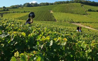 Explore Champagne and Burgundy
