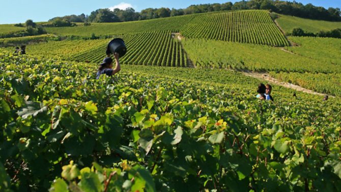 Explore Champagne and Burgundy