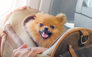 These are the best airlines for travelling with pets