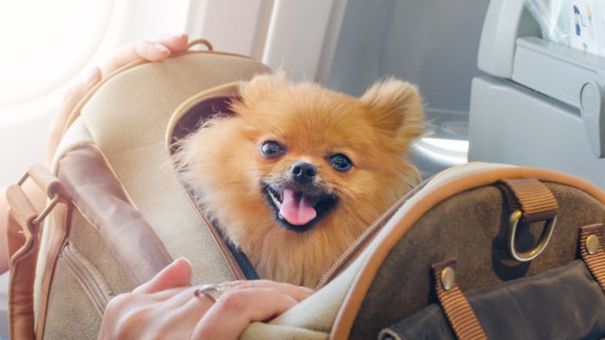 These are the best airlines for travelling with pets