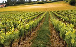All you need to know about buying a vineyard in France