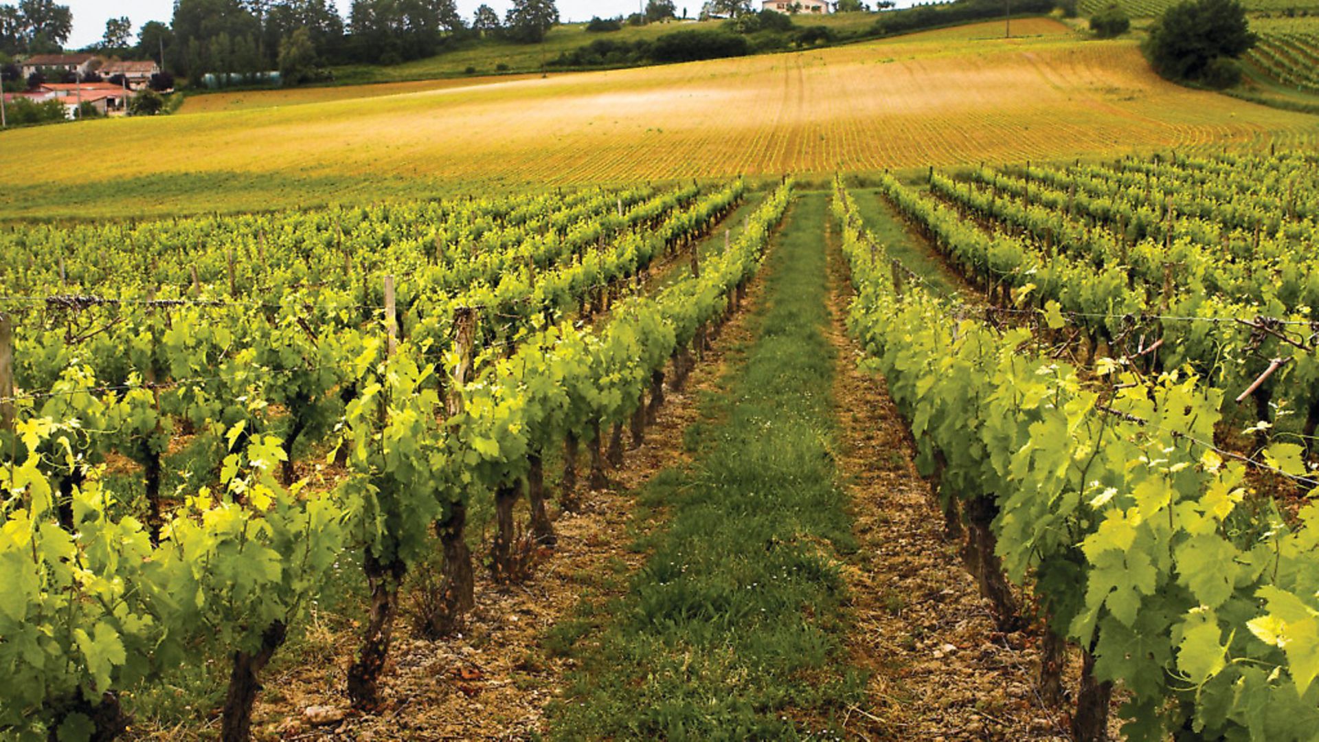 All you need to know about buying a vineyard in France Complete France