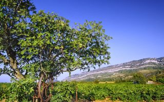 Captivating and gourmet encounters in the Corbières and Minervois region