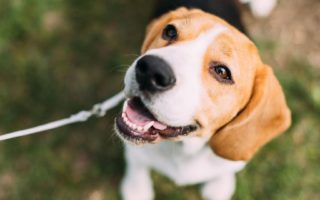 Quiz: Do you know the French words for these animals?