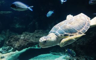 7 French aquariums for the whole family to enjoy