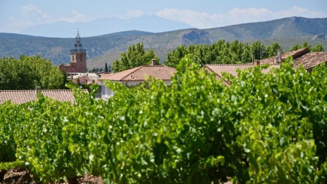 Making wine in 100-year-old French vineyards