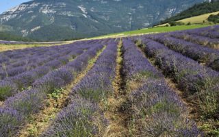 Estate agent interview: Drôme