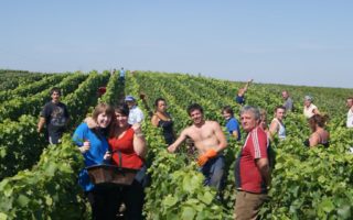 Real life: running private vineyard tours in Champagne