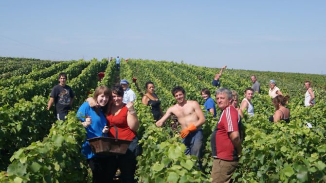 Real life: running private vineyard tours in Champagne