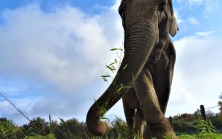 Welcome to France’s first retirement home for elephants