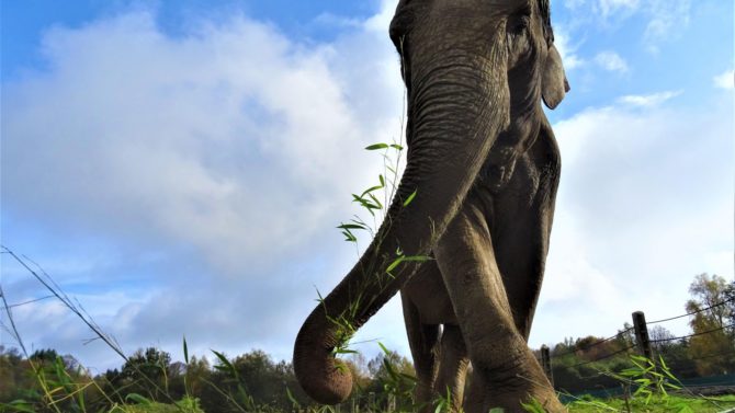 Welcome to France’s first retirement home for elephants