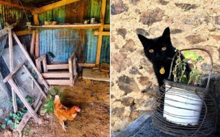 My Frugal France: Caring for our adopted animals