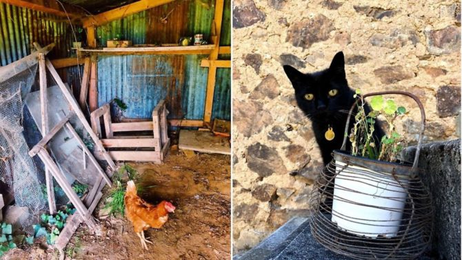 My Frugal France: Caring for our adopted animals