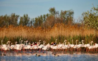 Where to watch France’s biggest birds