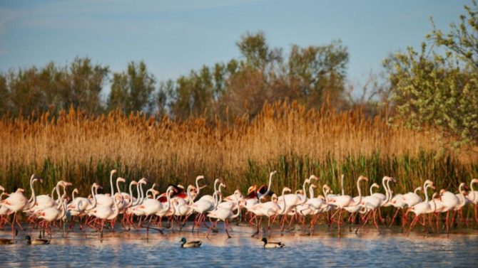 Where to watch France’s biggest birds