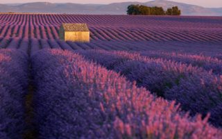 3 of the best places to see Provence’s lavender fields 