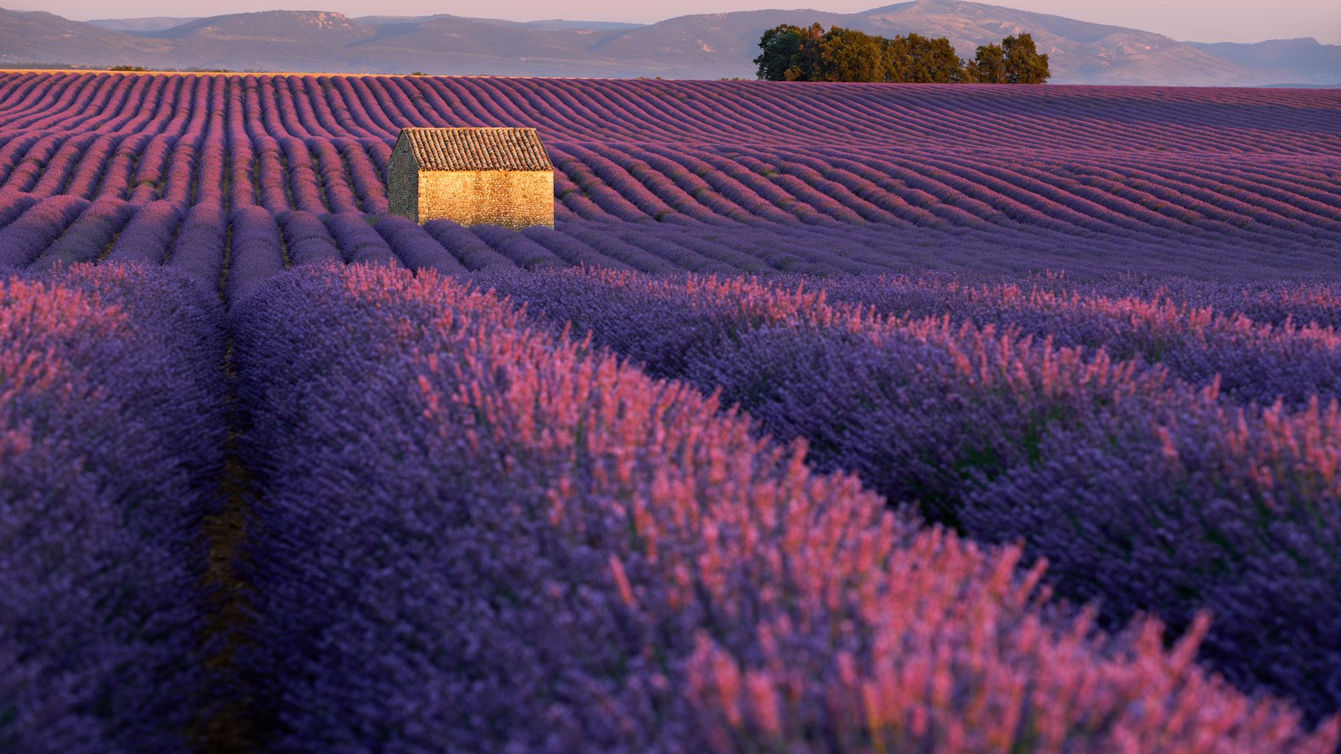 Where is the best place to see France’s lavender fields? Complete France