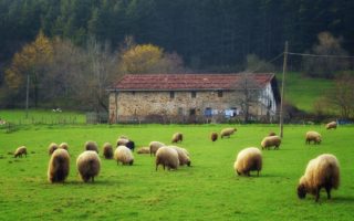 Setting up a French smallholding
