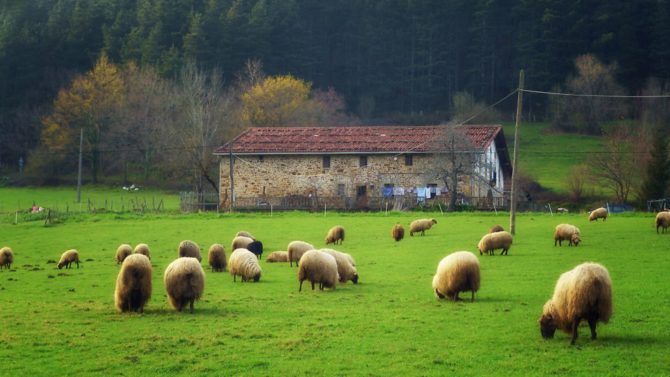 Setting up a French smallholding