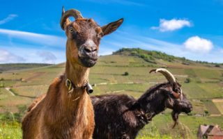 Buy into the good life: How to become a French farmer