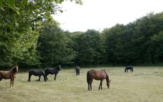 Equestrian properties