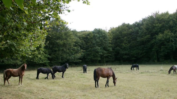 Equestrian properties