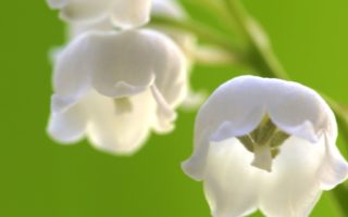 National holidays in France in May