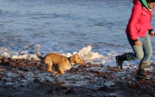 A guide to taking your pet to France