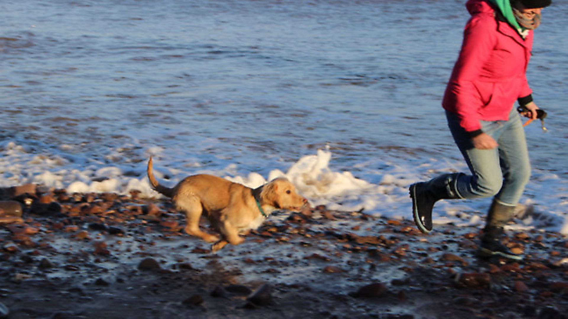 A guide to taking your pet to France Complete France