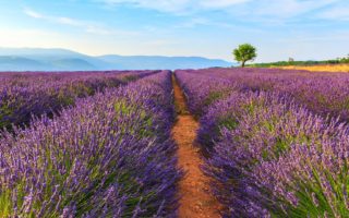 It’s lavender season in Provence