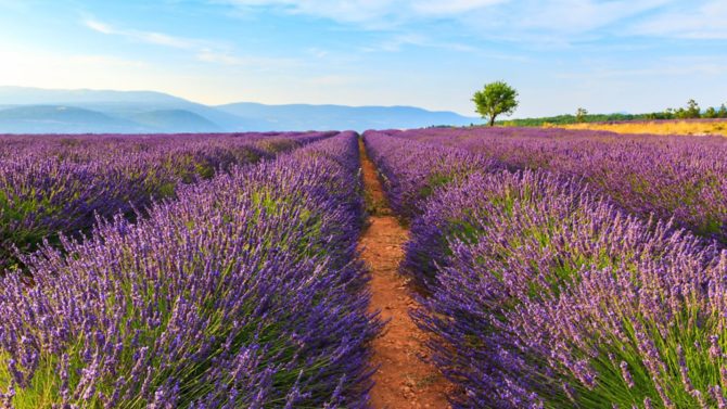 It’s lavender season in Provence