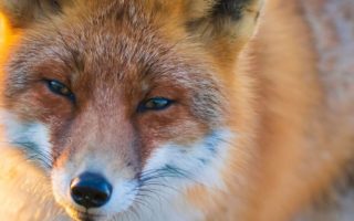 From cunning monkeys to ostrich policies: 8 fun animal-related French idioms to use