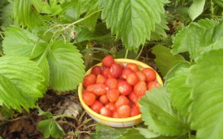 12 ways to live a sustainable lifestyle in France