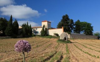 Love, family and wine: Life in a Languedoc vineyard