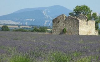French Icon: Lavender