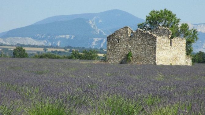 French Icon: Lavender