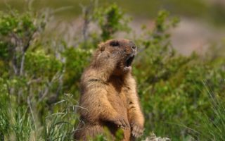 France’s fantastic beasts and where to find them