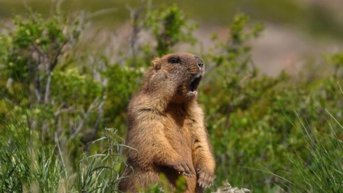 France’s fantastic beasts and where to find them