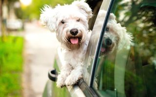 4 things to do before taking your pet abroad