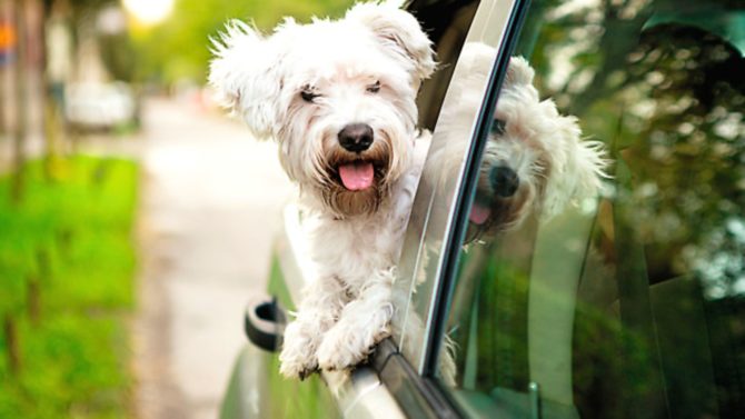 4 things to do before taking your pet abroad