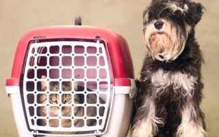 Taking a pet to France