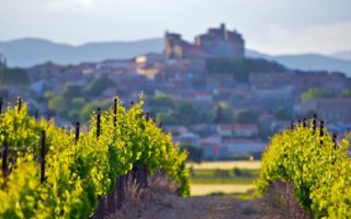 How to run a successful vineyard in France