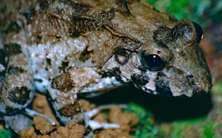 French Icon: Frogs’ Legs