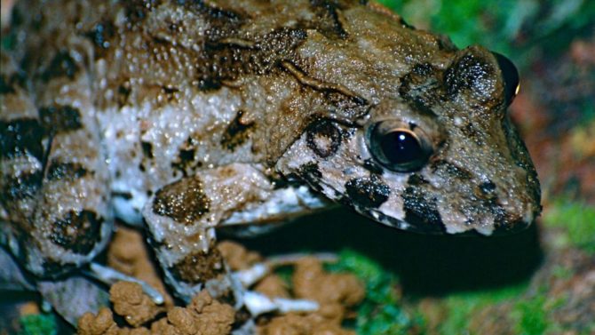 French Icon: Frogs’ Legs