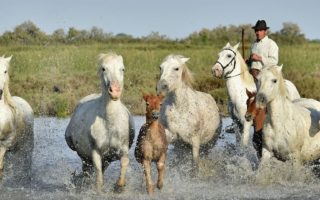 French Icon: The Camargue Horse