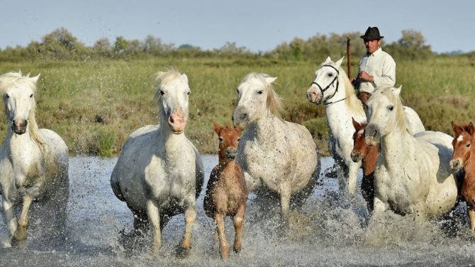 French Icon: The Camargue Horse