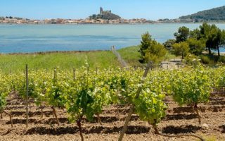 Aude Cathar Country – the vineyard with a thousand faces