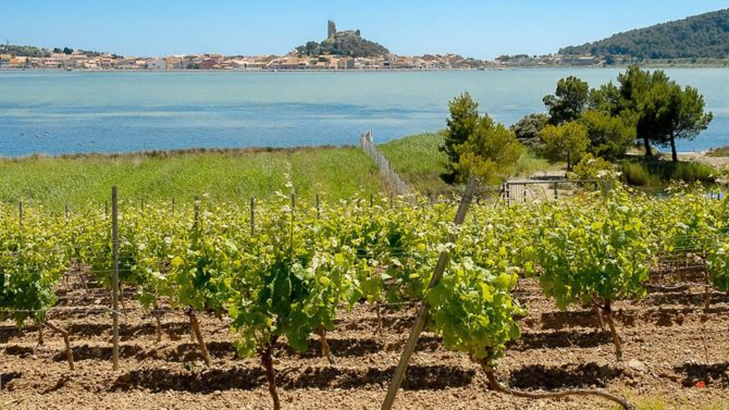 Aude Cathar Country – the vineyard with a thousand faces