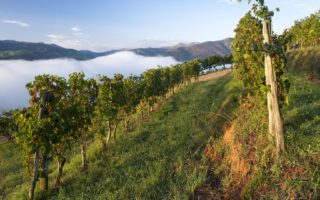 How to celebrate the vendange in France