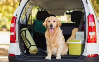 Getting a French pet passport is harder as Brexit rules enforced